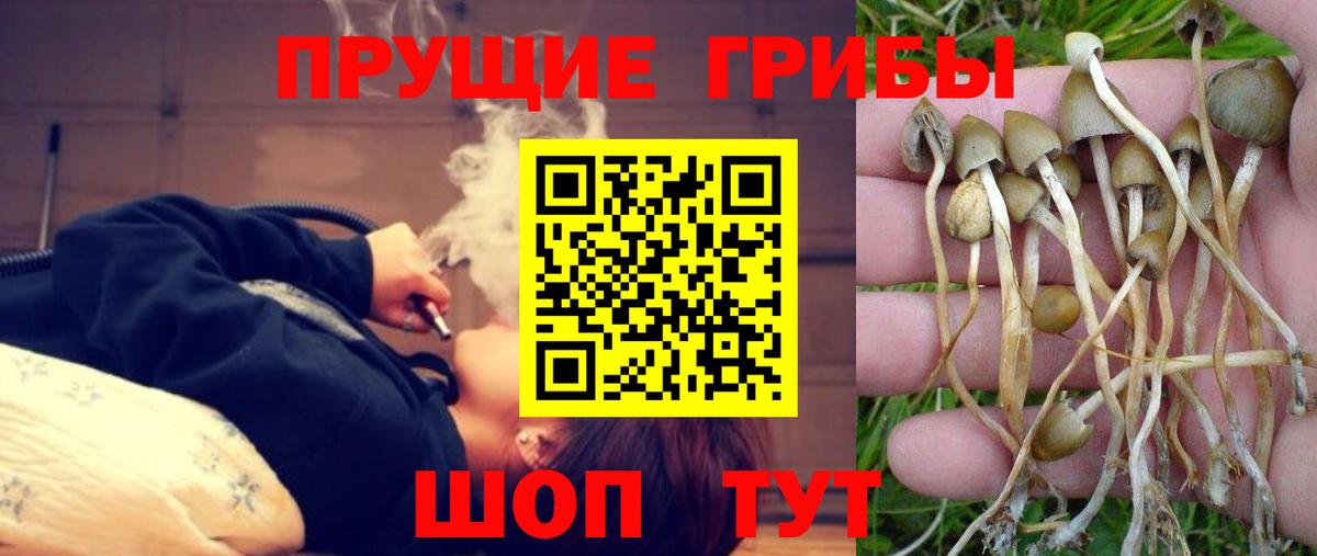 Переславль-Залесский  Псилоцибиновые грибы Psilocybine cubensis  Вход с VPN  Псилоцибиновые грибы мухоморы 
